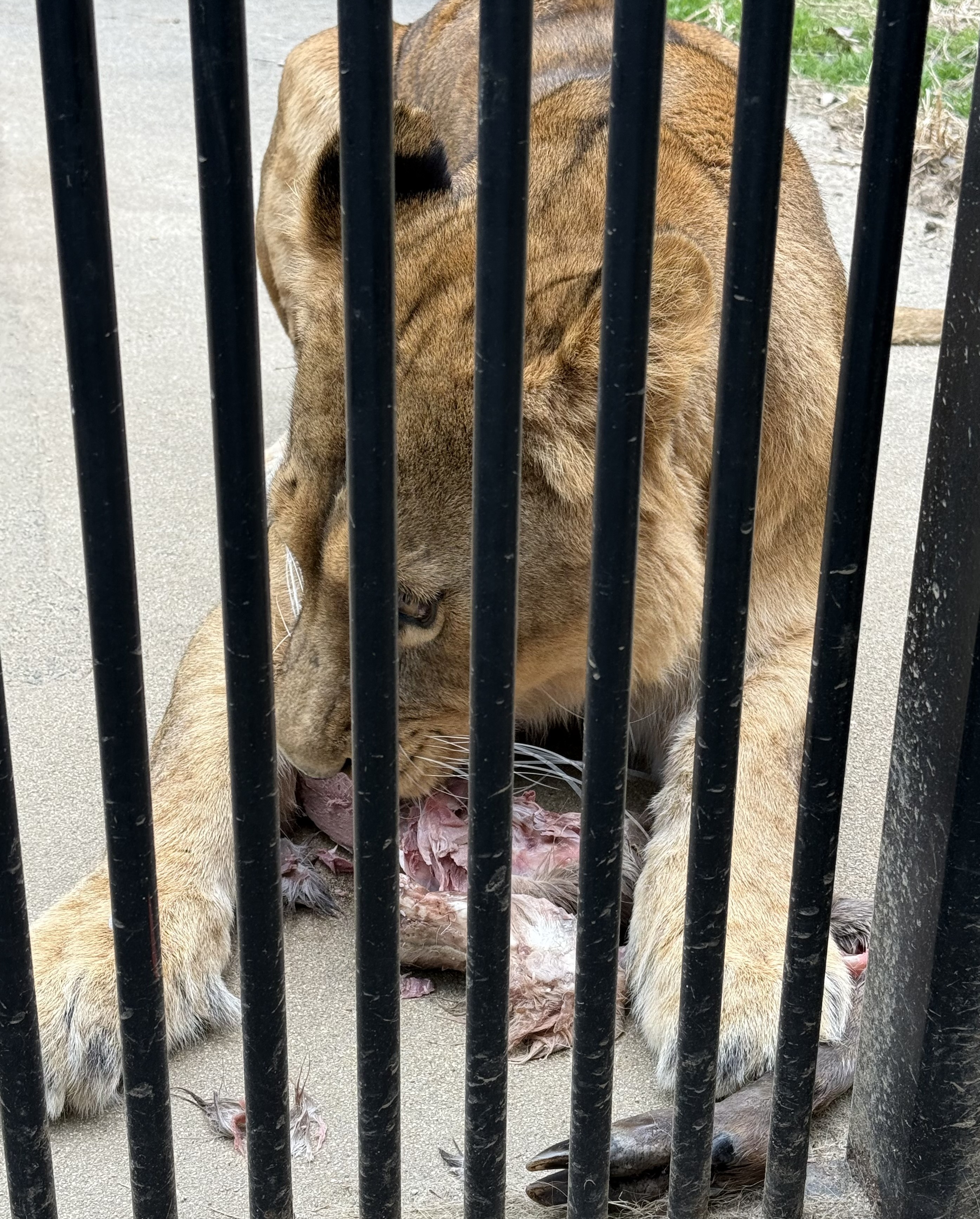 広島市安佐動物公園