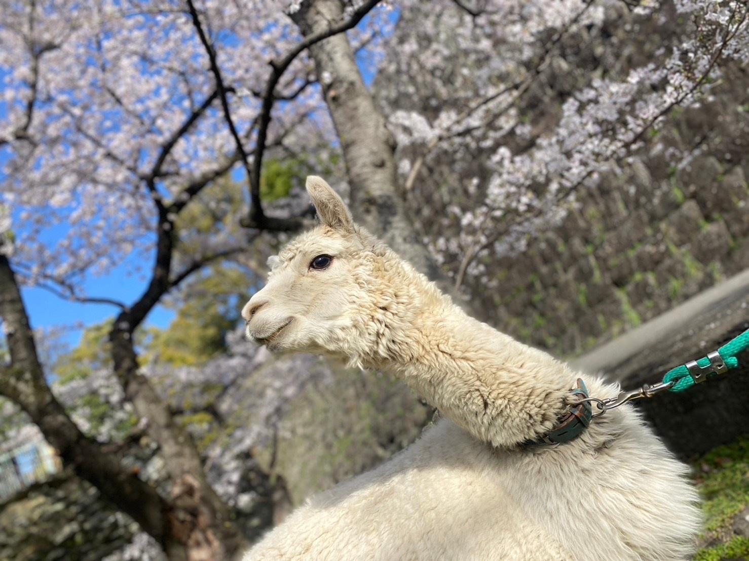 サポート画像