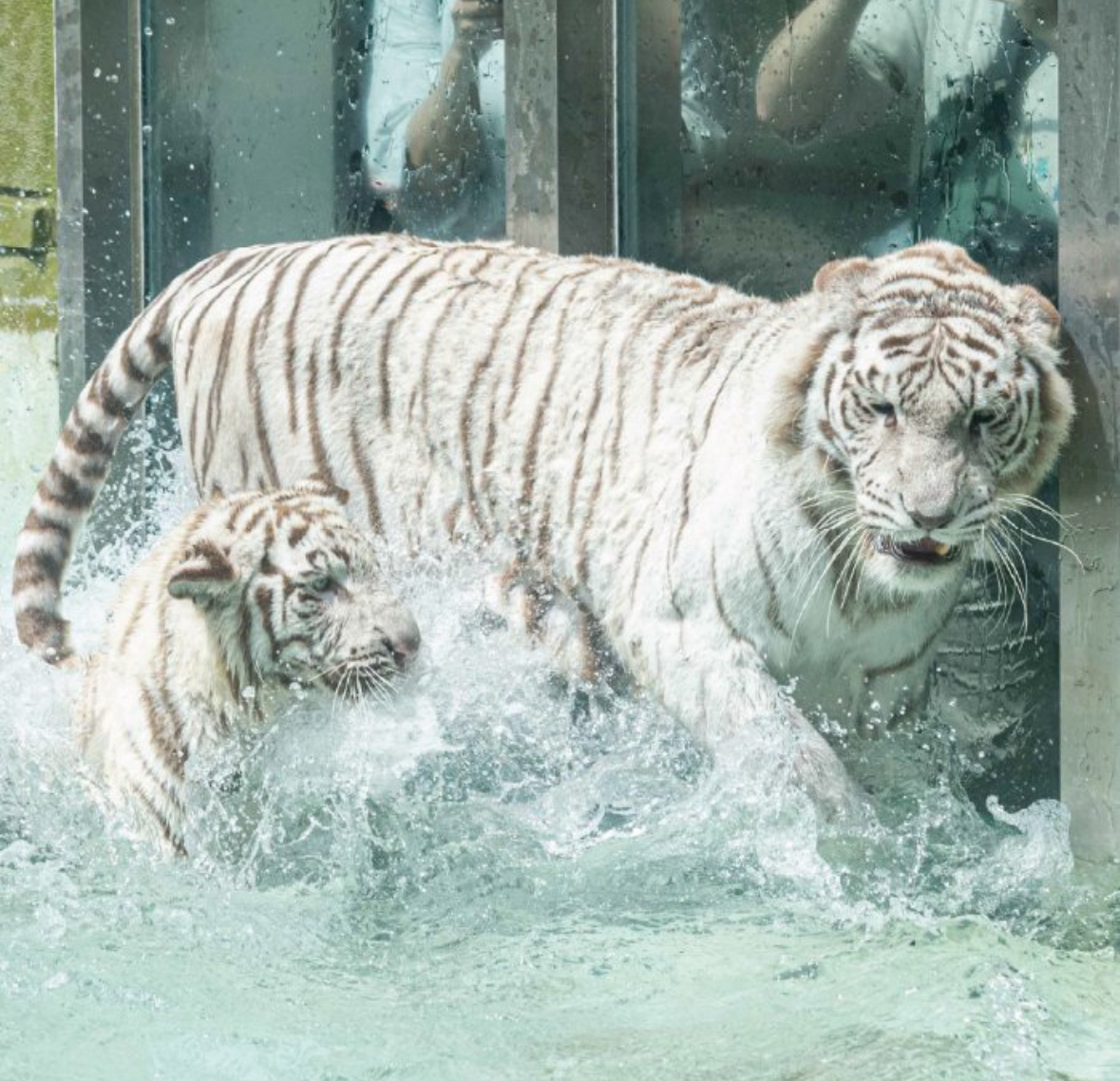 サポート画像
