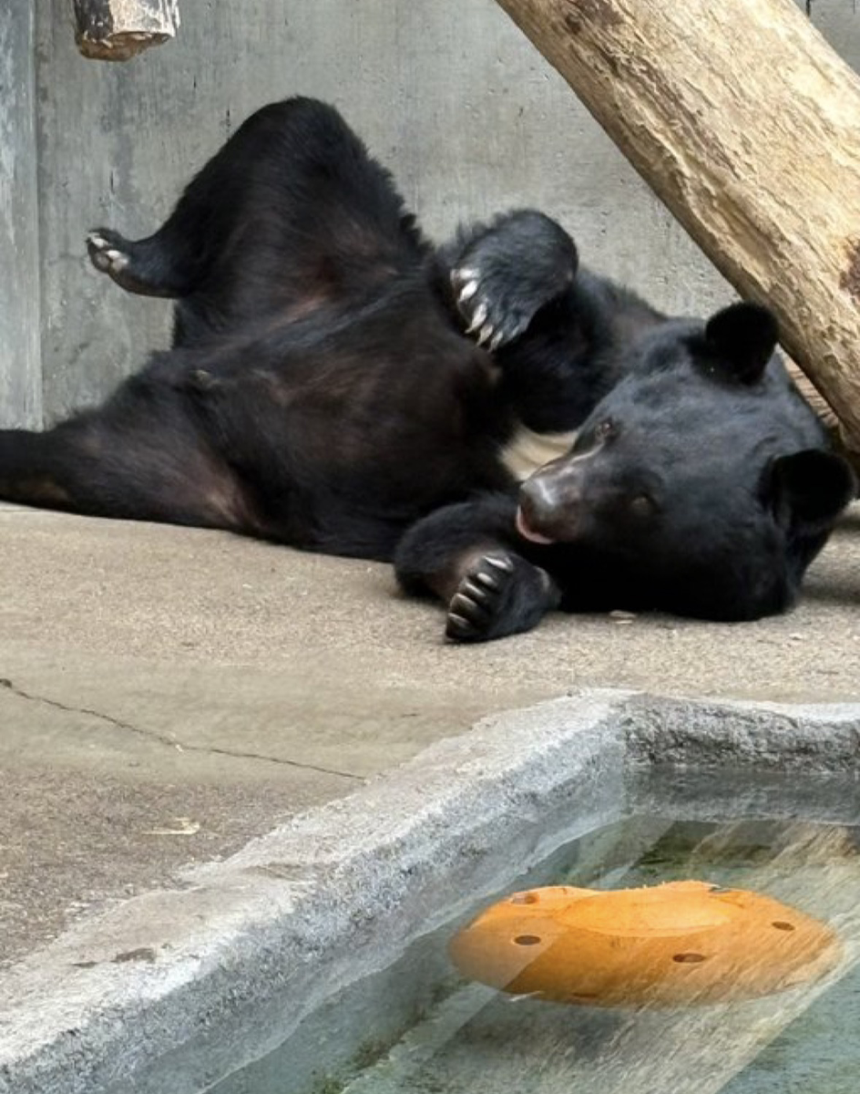 サポート画像