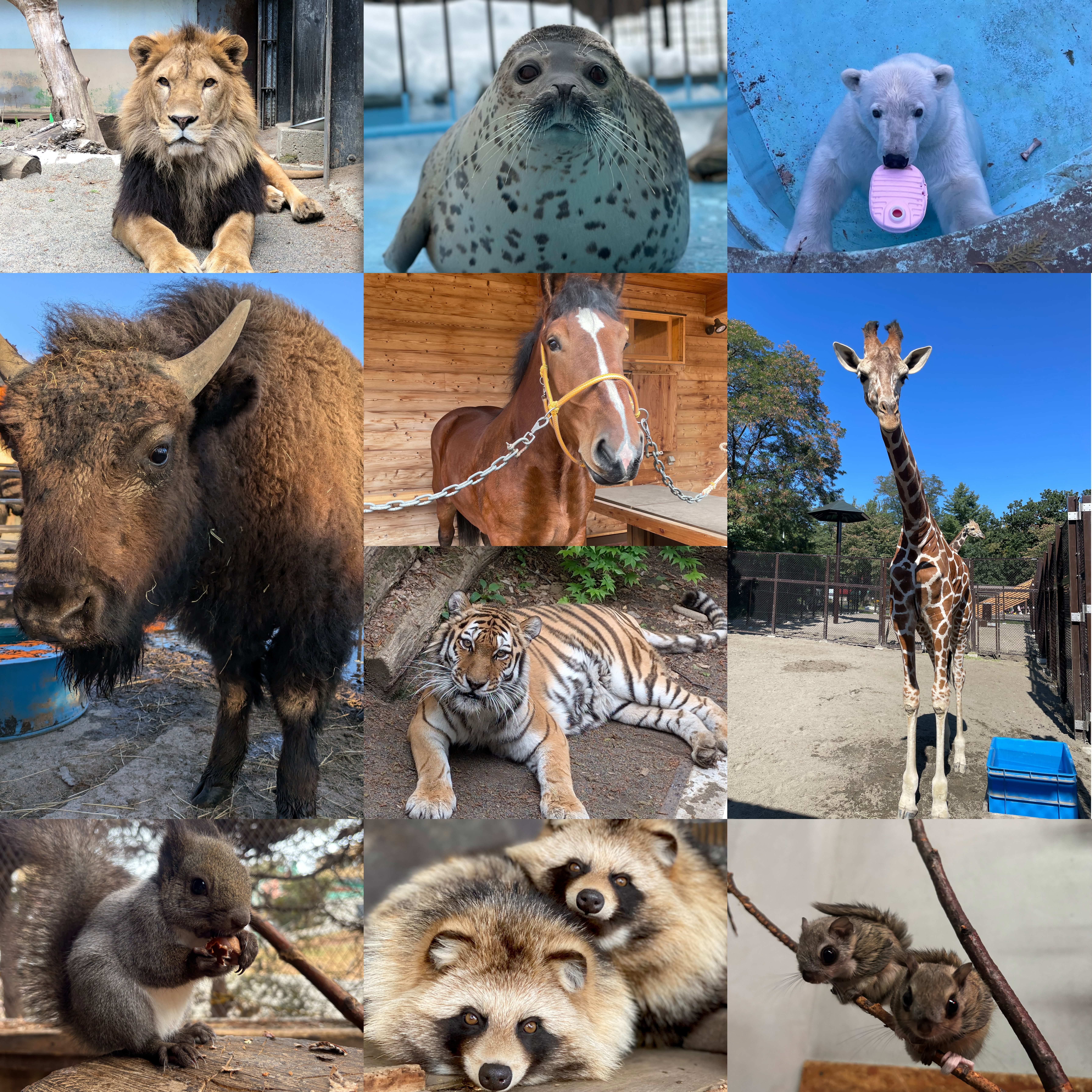 選べる缶バッジ