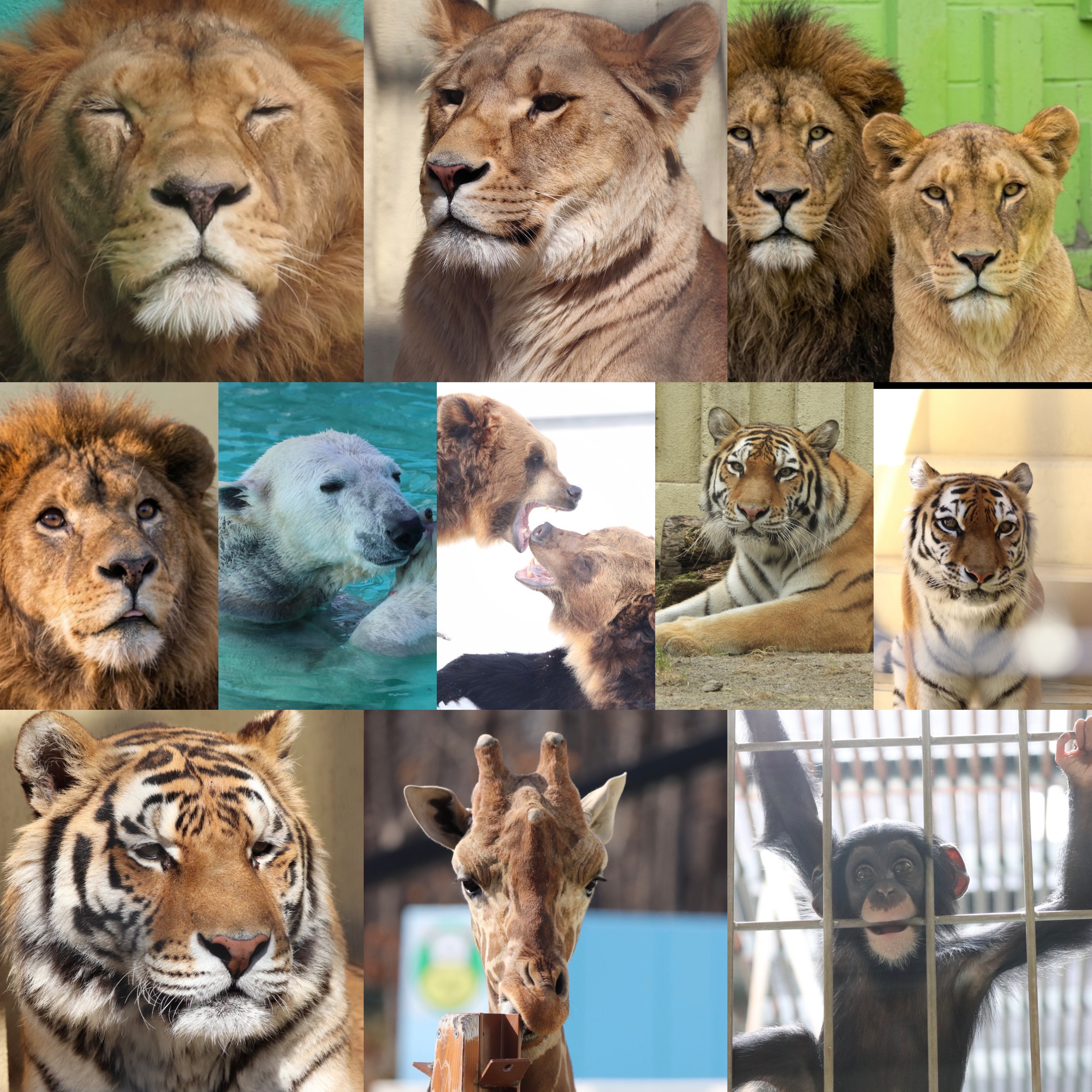 選べる缶バッジ①